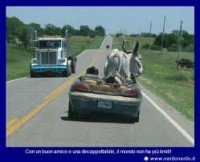 /album/immagini-divertenti/muc-jpg/